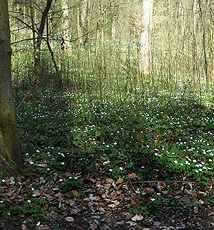 frühlingswald mit Buschwindröschen... frühlingswald mit Buschwindröschen...