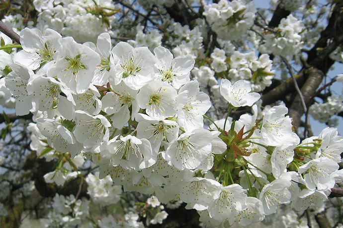 Voll erblühter Kirschbaum Voll erblühter Kirschbaum