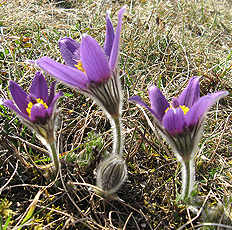 Küchen- oder Kuhschelle (Pulsatilla vulgaris) Küchen- oder Kuhschelle (Pulsatilla vulgaris)