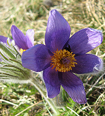 Küchen- oder Kuhschelle (Pulsatilla vulgaris) Küchen- oder Kuhschelle (Pulsatilla vulgaris)