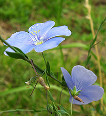 Stauden-Lein (Linum perenne) Stauden-Lein (Linum perenne)