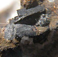 Limburgit mit Augit-Kristallen