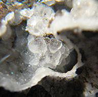 Limburgit vom Limberg Limburgit vom Limberg