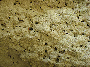 Lösswand mit Insekten-Schlupflöchern Lösswand mit Insekten-Schlupflöchern