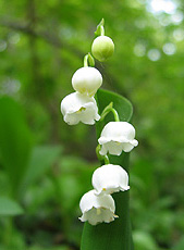 Maiglöckchen (Convallaria majalis) Maiglöckchen (Convallaria majalis)