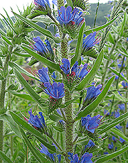 Blauer Natternkopf (Echium vulgare) Blauer Natternkopf (Echium vulgare)