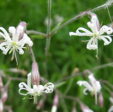 Nickendes Leimkraut (Silene nutans) Nickendes Leimkraut (Silene nutans)