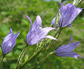 Rapunzel-Glockenblume (Campanula rapunculus) Rapunzel-Glockenblume (Campanula rapunculus)