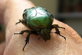 Goldglänzender Rosenkäfer (Cetonia aurata) Goldglänzender Rosenkäfer (Cetonia aurata)