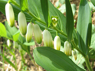 Salomonssiegel (Polygonatum odoratum) Salomonssiegel (Polygonatum odoratum)