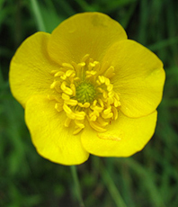 Scharfer Hahnbenfuß (Ranunculus acris) Scharfer Hahnbenfuß (Ranunculus acris)