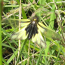 Libellen-Schmetterlingshaft (Libelloides coccajus) Libellen-Schmetterlingshaft (Libelloides coccajus)