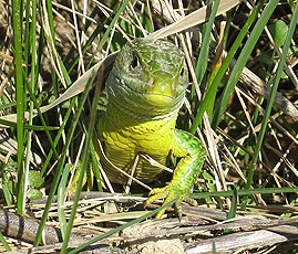 Westliche Smaragdeidechse (Lacerta bilineata*) Westliche Smaragdeidechse (Lacerta bilineata*)