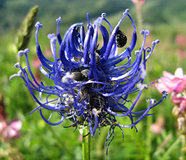 Kugelige Teufelskralle (Phyteuma orbiculare) Kugelige Teufelskralle (Phyteuma orbiculare)