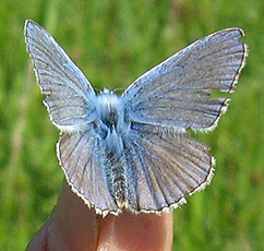 Hauhechel-Bläuling(Polyommatus icarus) Hauhechel-Bläuling(Polyommatus icarus)