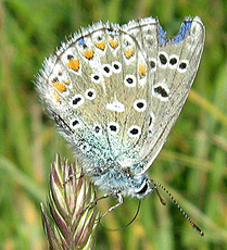 Himmelblauer Bläuling(Polyommatus bellargus) Himmelblauer Bläuling(Polyommatus bellargus)