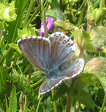 Himmelblauer Bläuling(Polyommatus bellargus ♂) Himmelblauer Bläuling(Polyommatus bellargus ♂)