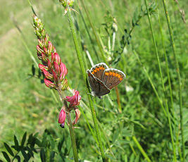 Sonnenröschen-Bläuling(Aricia agestis od. ataxerxes) Sonnenröschen-Bläuling(Aricia agestis od. ataxerxes)