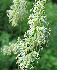 Wald-Knäuelgras (Dactylis polygama) Wald-Knäuelgras (Dactylis polygama)