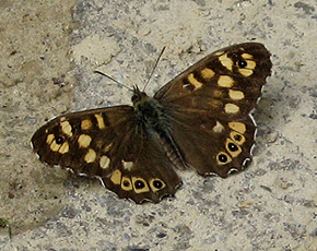 Waldbrettspiel (Pararge aegeria) Waldbrettspiel (Pararge aegeria)
