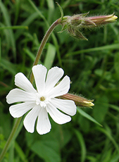 Weiße Lichtnelke (Silene alba) Weiße Lichtnelke (Silene alba)