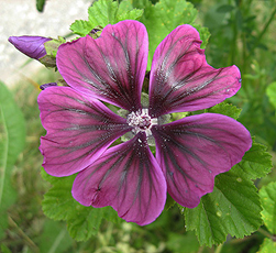 Wilde Malve (Malva sylvestris) Wilde Malve (Malva sylvestris)
