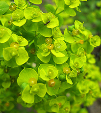 Zypressen-Wolfsmilch (Euphorbia cyparissias) Zypressen-Wolfsmilch (Euphorbia cyparissias)